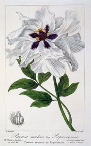 Paeonia Suffruticosa, pub. 1836. tekijältä Panacre Bessa