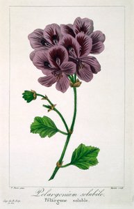 Pelargonium, pub. 1836. tekijältä Panacre Bessa