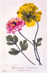 Persian Buttercup, pubi. 1836. tekijältä Panacre Bessa