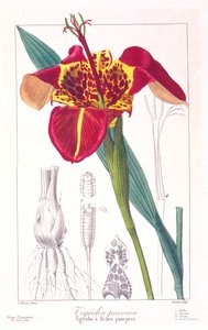 Tiger Flower tai Peacock Flower, pub. 1836.