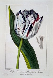 Tulppaani: Toscanan herttuatar, pubi. 1836.