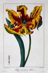Tulppaani "Flaming Parrot", pub. 1836.