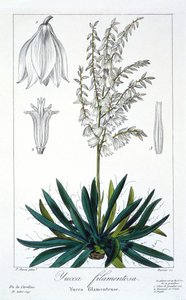 Yucca filamentosa, pub. 1836. tekijältä Panacre Bessa