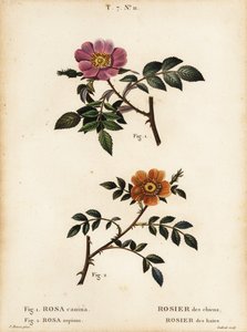 Koiranruusu, Rosa canina, Rosier des Chiens 1 ja pienilehtinen makea-briar, Rosa sepium, Rosa agrestis, Rosier des Haies 2 tekijältä Pancrace (after) Bessa