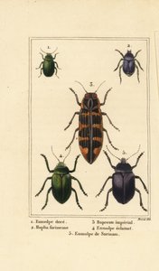 Koirakuoriainen, Chrysochus auratus 1, Hoplia argentea 2, banksia jalokivikuoriainen, Cyrioides imperialis 3, Eumolpus fulgidus 4 ja Eumolpus surinamensis 5