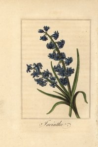 Hyasintti, hyasintti, itämainen hyasintti