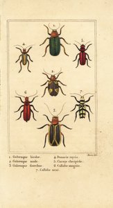 Lehtikuoriaiset, Galeruca-lajit 1, Aulacophora analis 2, Cyclotrypema furcata 3, Donacia vittata 4, tasainen kaarnakuoriainen, Cucujus clavipes 5, Pyrrhidium sanguineum 6 ja Chlorophorus varius 7 tekijältä Pancrace (after) Bessa