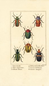 Lehtikuoriaiset: Smaragdina limbata 1, Clytra laeviuscula 2, Cryptocephalus -kuoriaiset 3,4, Crioceris solani 5 ja Chrysomela campestris 6