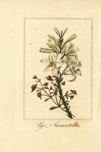 Lilja ja punainen ikuinen, Lys ja kuolematon, valkoinen lilja ja verinen Helichrysum