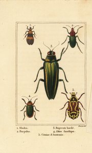 Suokuoriainen, Elodes 1, Harpalus-kuoriainen 2, jalokivikuoriainen, Buprestis 3, kirppukuoriainen, Altica famelica 4 ja ruusukuoriainen, Cetonia-laji 5 tekijältä Pancrace (after) Bessa