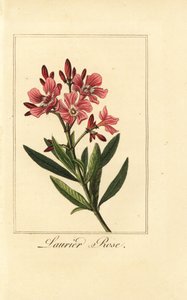 Oleanteri, Laurier-ruusu, Nerium-oleanteri