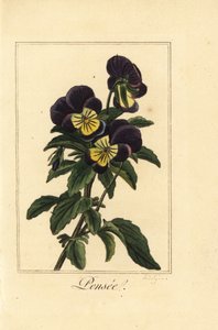 Orvokki, pensee, Viola tricolor var. tekijältä Pancrace (after) Bessa