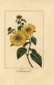 Auringonkukka, tournesol, Helianthus annuus tekijältä Pancrace (after) Bessa