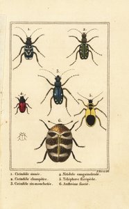 Tiikerikuoriaiset, Cicindela sinuata 1, Cicindela campestris 2, Cicindela sexguttata 3, Nitidula verinen 4, monipuolinen mattokuoriainen, kellertävä telefori 5, Anthrenus verbasci 6
