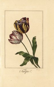 Tulppaani, tulppaani, Tulipa gesneriana lajikkeet