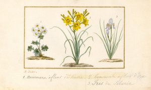 Annemone, Hemerocale ja Iris (grafiitti, wc ja vartaloväri vellum) tekijältä Pancrace Bessa