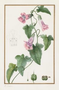 Kasvitieteellinen: Maurándia semperflorens, 1836. tekijältä Pancrace Bessa