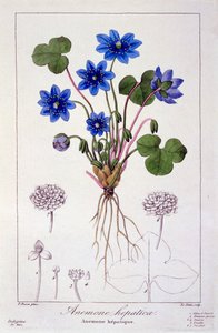 Hepatica nobilis, 1836 (käsinvärinen kaiverrus)