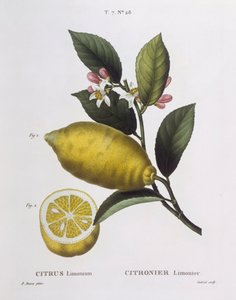 Sitruuna (Citrus limonium), Henry Louis Duhamel du Monceau, Pancrace Bessan kasvitieteellinen lautanen