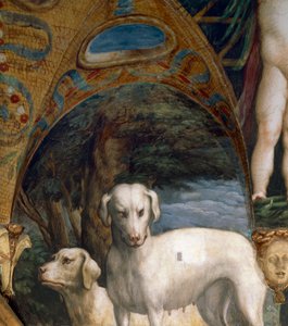 Koirapari, yksityiskohta Dianan ja Actaeonin myytistä, Francesco Mazzola tunnetaan nimellä Parmigianino (1503-1540), fresko, Room of Diana and Actaeon pohjoispuolella, Rocca Sanvitale, Fontanellato, lähellä Parmaa, Italia, noin 1524 tekijältä Parmigianino
