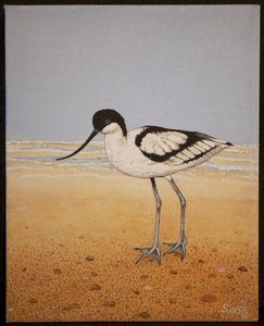 Avocet, 2016 tekijältä Pat Scott