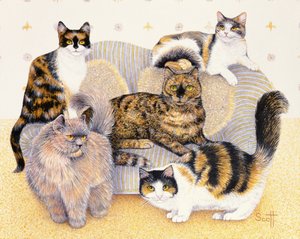 Tortoiseshell naiset tekijältä Pat Scott