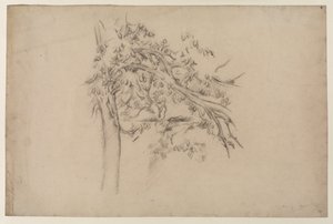 Study of a Tree, n. 1885-1887 (grafiitti paperille) tekijältä Paul Cézanne