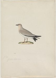 Pieni Pratincole Glareola lactea, 1800-luku. tekijältä Paul Huet