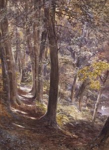 Metsämaiseman metsä