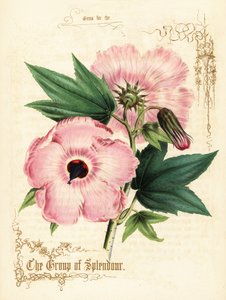 Vaaleanpunaiset hibiscus-kukat ja lehdet. tekijältä Paul Jerrard
