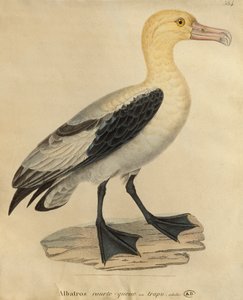 Albatrossi lyhyellä hännällä (värikaiverrus)