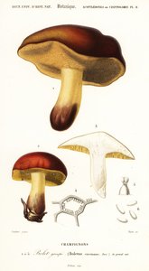 Bolet sieni, Boletus circinans., 1849 (kaiverrus)