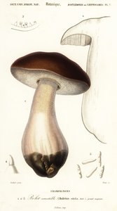 Cep, penny pulla, porcino tai porcini, Boletus edulis. ,1849 (kaiverrus)