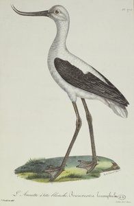 Valkopäinen avoketti, 1800-luvun alku (värikaiverrus)