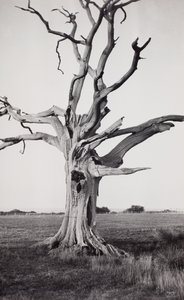 Kuollut puu, Romney Marsh tekijältä Paul Nash