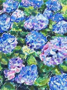 Värikkäät hydrangeakukat