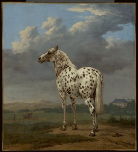 Piebald-hevonen tekijältä Paulus Potter