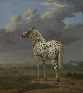 "Piebald"-hevonen, n. 1650-1650 (öljy kankaalle) tekijältä Paulus Potter