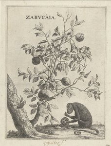 Zabucaiaboom en een aap Zabvcàia (otsikko esineessä) tekijältä Paulus Potter