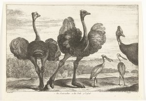 Strutsi, Cassowary ja Spoonbill 1. Autruches. 2. des Pals. c. rento Birds from the Menagerie of Versailles (sarjan nimi)