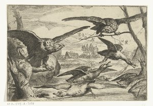 Roofvogels Erilaisia ​​lintuja (sarjan nimi) tekijältä Peeter Boel