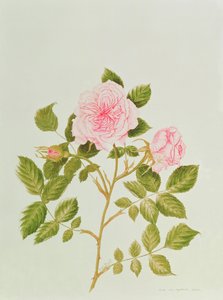 Rosa var: Gertrude Jekyll (akvarelli) tekijältä Peggy Wyatt