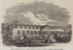 Uusi antilooppitalo Zoological Societyn puutarhoissa, Regent