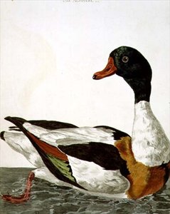 The Common Shelduck julkaisusta "The British Zoology, Class II: Birds", kaiverrus Peter Mazell (fl.1761-97) 1766 (kaiverrus)