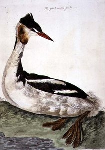 Isoharjakurkku (Podiceps cristatus) -levy julkaisusta "The British Zoology, Class II: Birds", kaiverrus Peter Mazell (fl.1761-97) 1766 (kaiverrus)