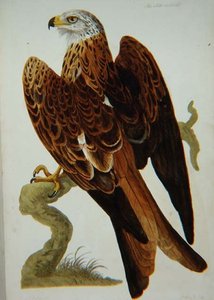 Leija (Milvus milvus) tai Glead, levy julkaisusta "The British Zoology, Class II: Birds", kaiverrus Peter Mazell (fl.1761-97) 1766 (kaiverrus)
