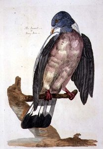Queest tai Ring Dove, levy julkaisusta "The British Zoology, Class II: Birds", kaiverrus Peter Mazell (fl.1761-97) 1766 (kaiverrus)