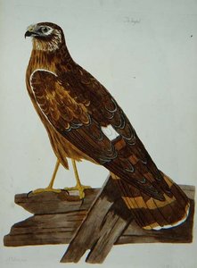 Ringtail, naaras kananharrierin (Circus cyaneus) levystä "The British Zoology, Class II: Birds", kaiverrus Peter Mazell (fl.1761-97) 1766 (kaiverrus)