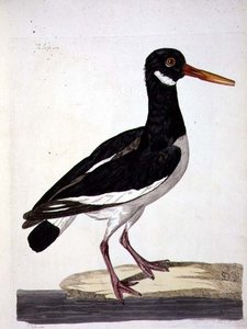 Sea Pie tai Oystercatcher (Haematopus ostralegus) -levy julkaisusta "The British Zoology, Class II: Birds", kaiverrus Peter Mazell (fl.1761-97) 1766 (kaiverrus)