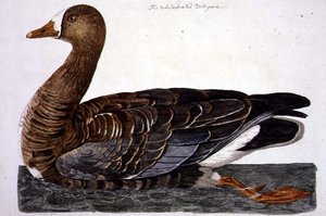 White-Fronted Goose (Anser albifrons) -levy 